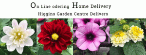 Higgins On-Line Garden Centre was a big success
